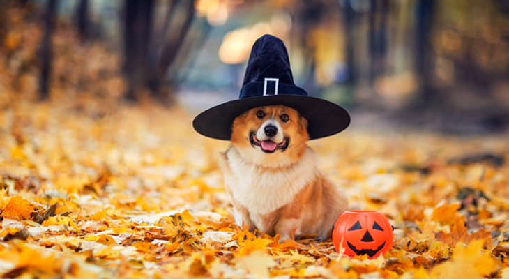 Is Halloween a pagan holiday? How its true history may surprise you